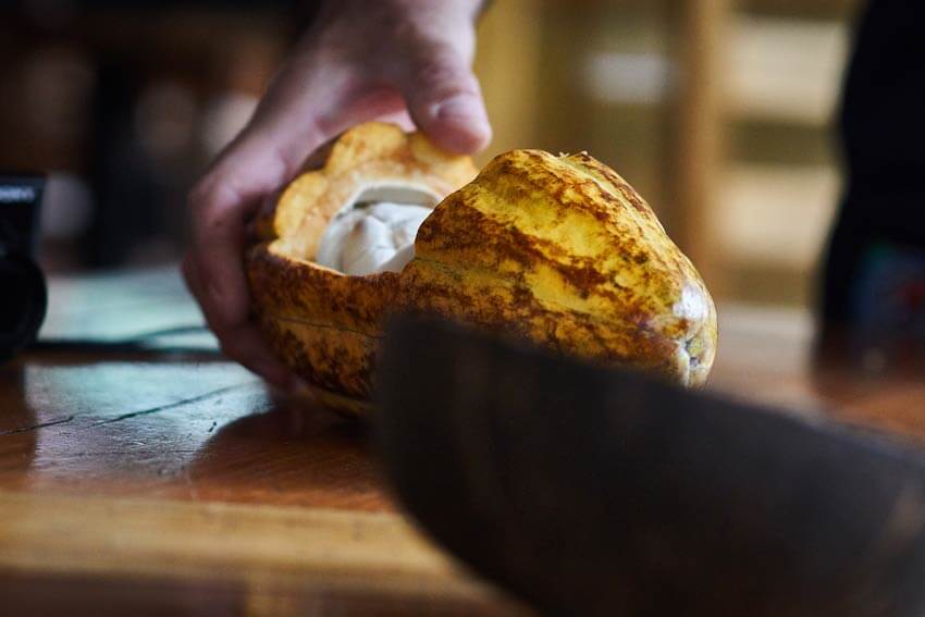 Ecuadorian Cacao: a source of fine flavor and pride