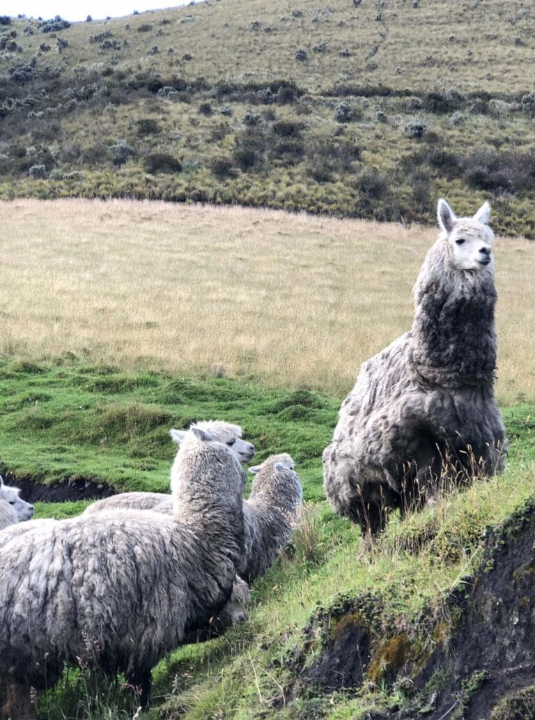 Marcos del Cotopaxi-01