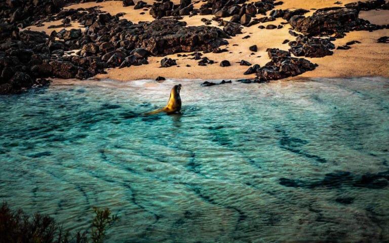 GPS Playa de leones marinos 1600 × 1000