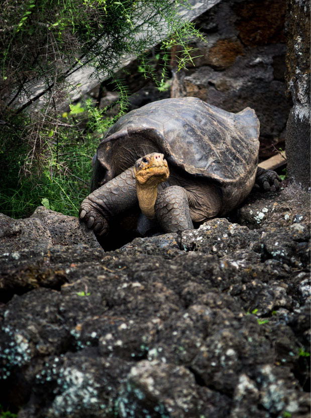 Galapagos-01_1
