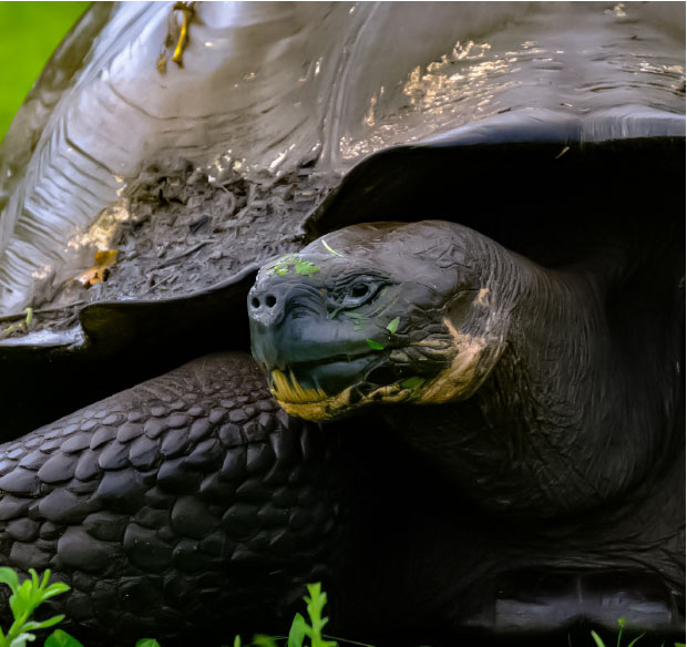 Galapagos-05