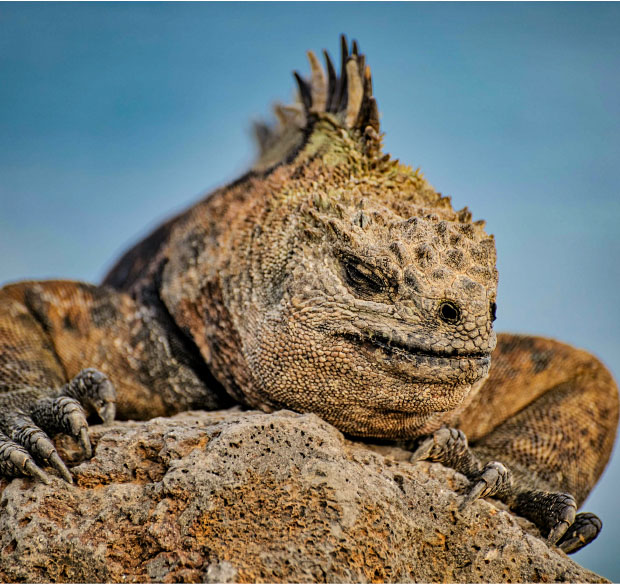Galapagos-11
