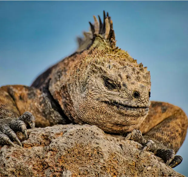 Galápagos-11