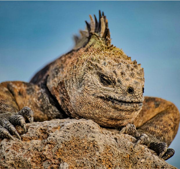 Galápagos-11