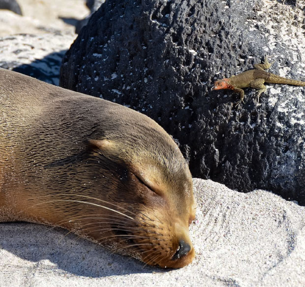 Galapagos Islands-11