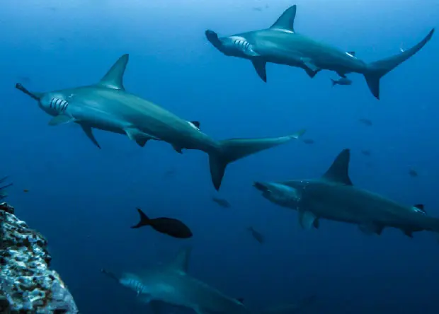 Galápagos Tours-06