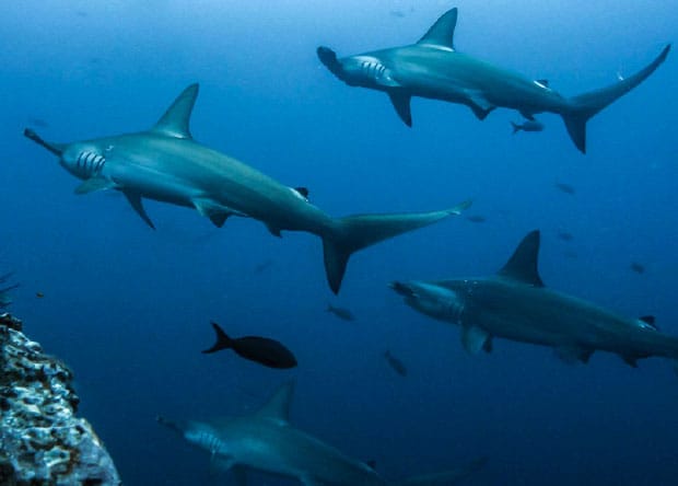 Galápagos Tours-06