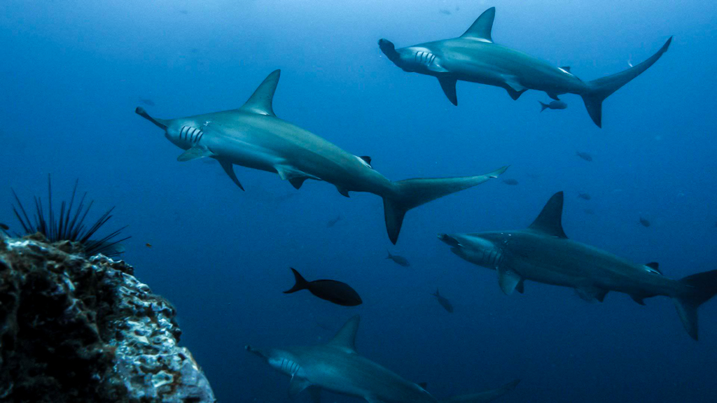 Por qué este no es el típico crucero de lujo por las Galápagos