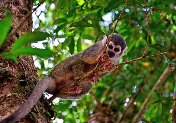 Ecuador