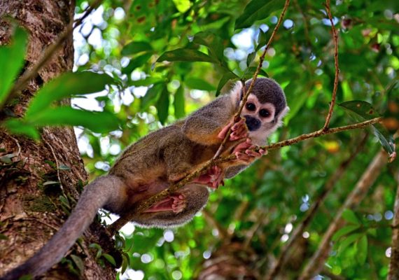 Ecuador